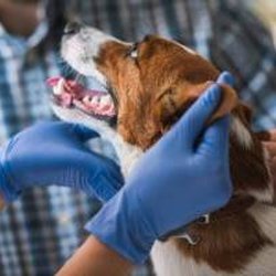 Morganna Animal Clinic & Boarding Kennel