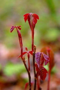 Best Poison Ivy Bamboo Removal - tree service in Huntington Station, NY