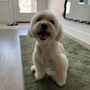 Photo of Dorothy's K9 Grooming