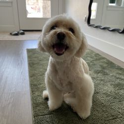 Dorothy's K9 Grooming - First day photo of his cut. Arms were not as explained but its ok