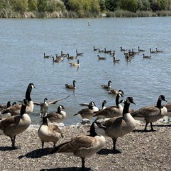 Lots of Geese