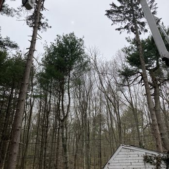 Mass Tree Removal - Tree Services Near Me - Stoughton, Massachusetts