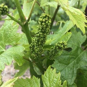 Oak Mountain Winery - Baby wine grapes. - Wineries Near Me - Temecula, California