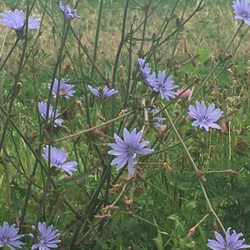 Prairie Kids Dental - Ohio prairie flowers