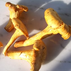 Schaffhauser Wochenmarkt - Eierschwämmli: Niemals waschen, nur Erde abklopfen