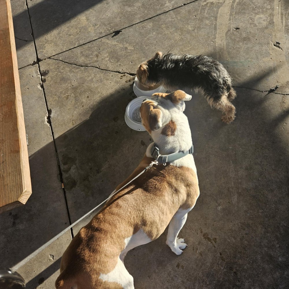 Nurtured Paws - pet boarding facility in Kansas City, MO