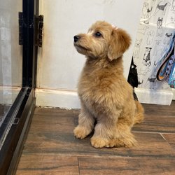 Dog Planet NY Giftly Beautiful Gift Card Alternative