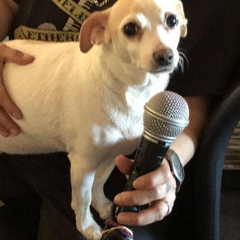 VEG ER for Pets - Our precious baby Buddy - Emergency Pet Hospital Near Me - Chicago, Illinois VEG ER for Pets - Our precious baby Buddy - Emergency Pet Hospital Near Me - Chicago, Illinois