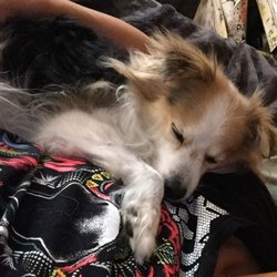 Animal Clinic - Nap Time