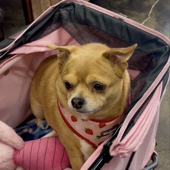 Furry Friends Holistic Pet Spa - My pup - Pet Groomers Near Me - Lancaster, New York