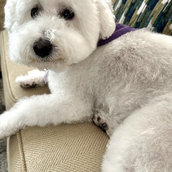 Pawtriotic Dog Spaw - Annie after her Spa Day at Pawtriotic - Pet Groomers Near Me - Murrieta, California Pawtriotic Dog Spaw - Annie after her Spa Day at Pawtriotic - Pet Groomers Near Me - Murrieta, California