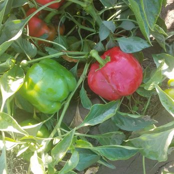Organicas Farm Fresh - Farmers Market Near Me - Santiago, RM Organicas Farm Fresh - Farmers Market Near Me - Santiago, RM