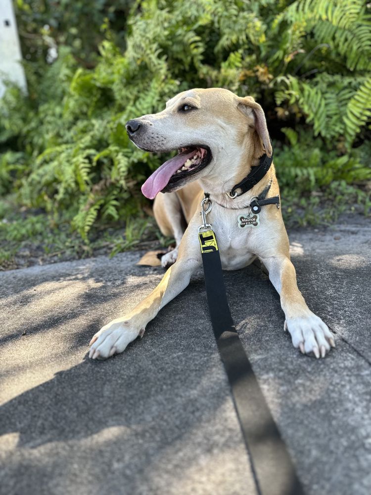Rebel Dog Academy - pet boarding facility in Atlanta, GA