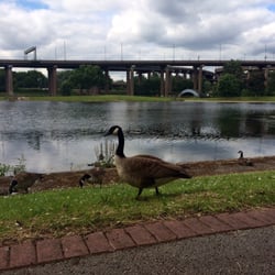 Salford Park - What little wildlife you'll find here.