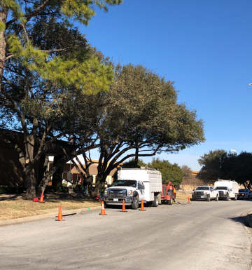 Andrew Rhoads Certified Arborist