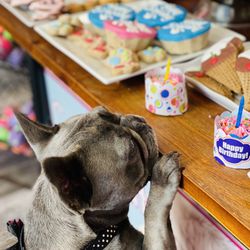 Woof Gang Bakery & Grooming Woodforest