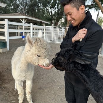 The Alpaca Hacienda - Attraction Farms Near Me - Temecula, California