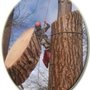 Photo of A To Z Tree Service