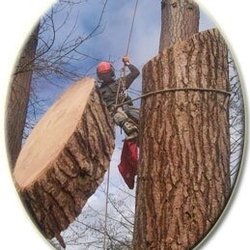 A To Z Tree Service