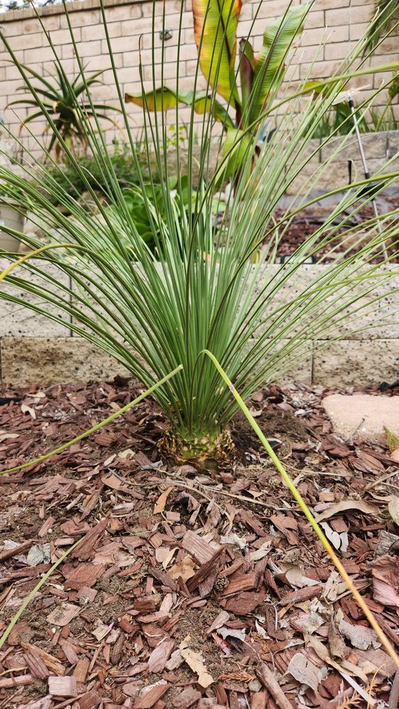 PAZ NURSERY Updated August 2024 10 Reviews 11211 S Monte Vista