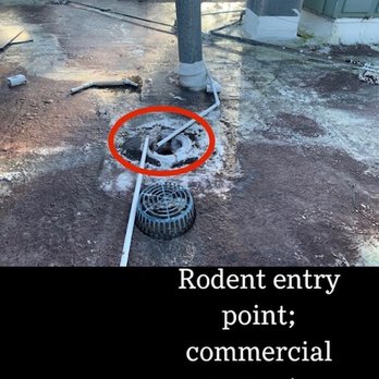 Optimum Pest Control - Pest Control Near Me