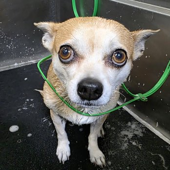 Tailwaggers & Tailwashers Hollywood - Joe at tailwashers - Pet Stores Near Me - Los Angeles, California Tailwaggers & Tailwashers Hollywood - Joe at tailwashers - Pet Stores Near Me - Los Angeles, California