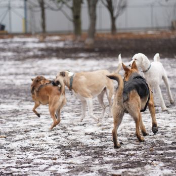 Coronation Dog Park - Dog Parks Near Me - Toronto, Ontario