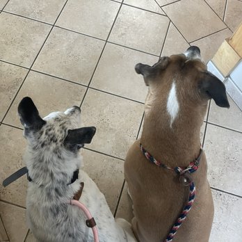 Old Mill Veterinary Hospital - Waiting to be seen! - Veterinarians Near Me - Leesburg, Virginia Old Mill Veterinary Hospital - Waiting to be seen! - Veterinarians Near Me - Leesburg, Virginia