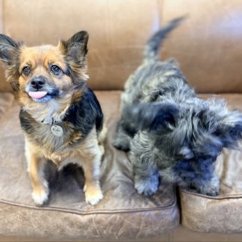 Comfy Home - Pet Boarding Near Me - Anaheim, California