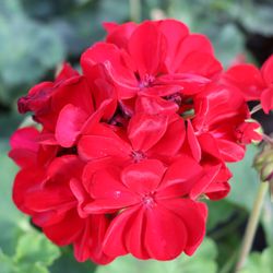 Calloways Nursery