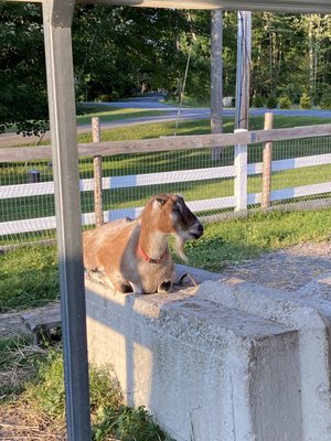 Freedom Hill Farm by null