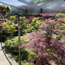 Southbranch Nursery
