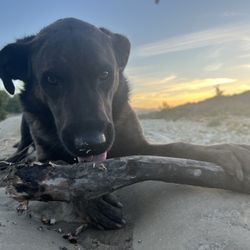 Broomstick with a stick