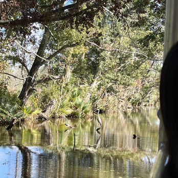 Jean Lafitte Swamp Tour - Blue heron - Boat Tours Near Me - Marrero, Louisiana