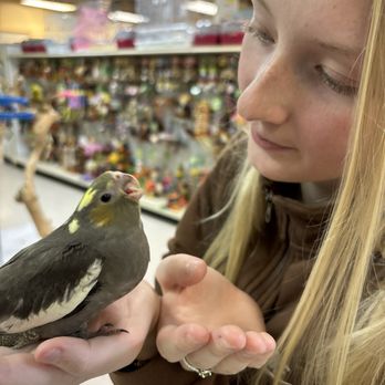 Just4Birds - Sara watching the hand feeding process and bonding with her baby bird. - Pet Stores Near Me - Valrico, Florida