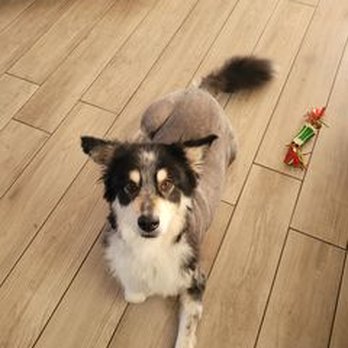 Lucky Dog Grooming - Pet Groomers Near Me - Littleton, Colorado Lucky Dog Grooming - Pet Groomers Near Me - Littleton, Colorado