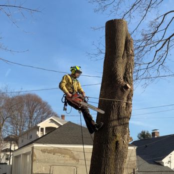 Lednew Tree Care - Expert tree cutting in progress--Lednew handles even the biggest removals with confidence. - Tree Services Near Me