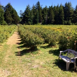 Jensen Blueberries - Organic