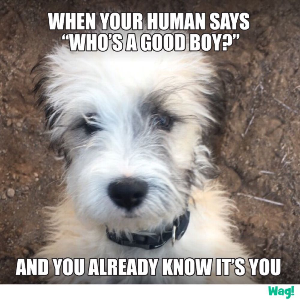 TLC DOGGIE DAY CAMP 20 Photos & 33 Reviews Pet Groomers 1632 Hwy