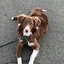 Photo of Paws-A-Tive Dog Training