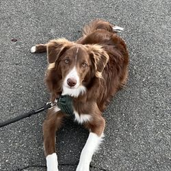 Paws-A-Tive Dog Training