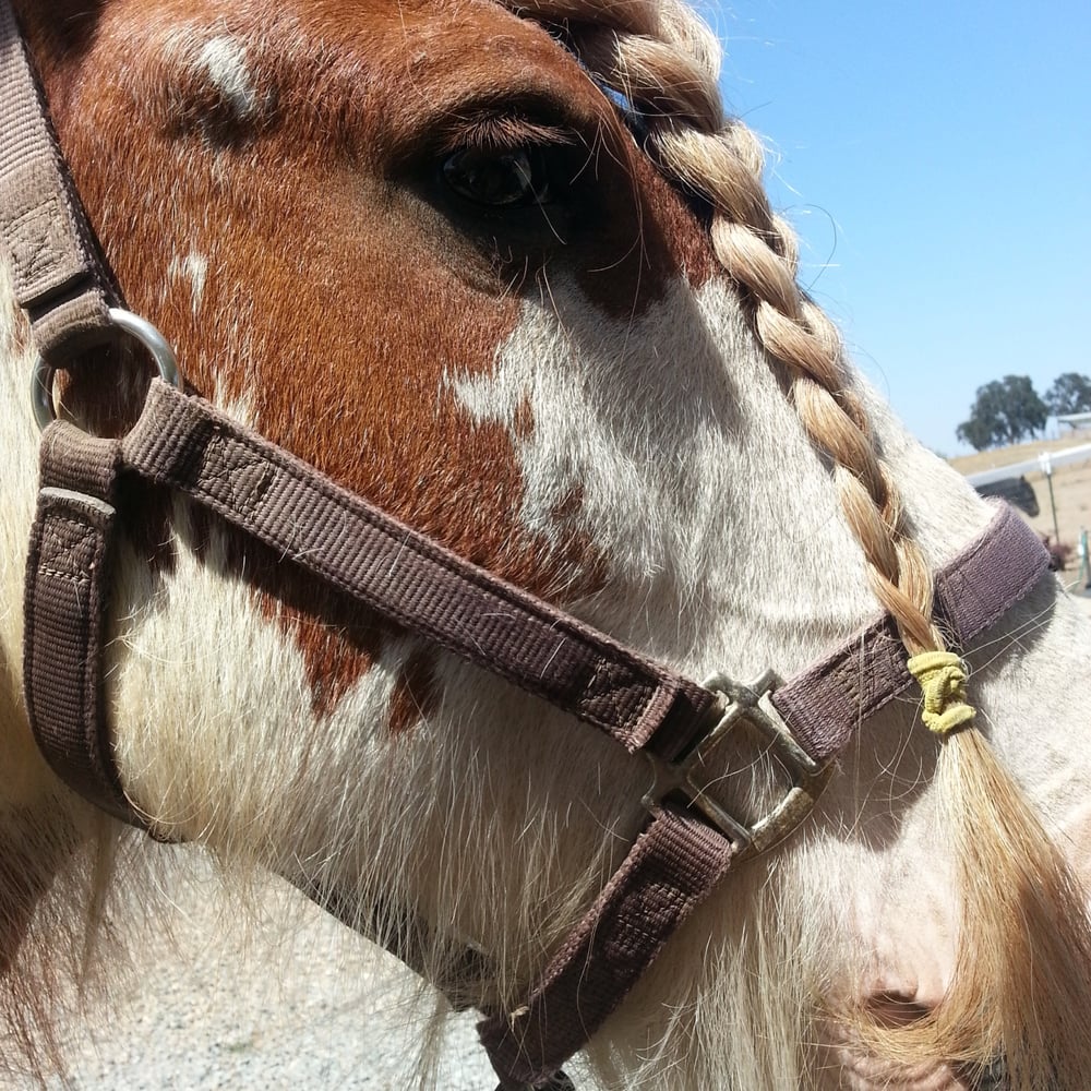 GYPSY ROSE RANCH Updated August 2024 16750 Clements Rd, Lodi