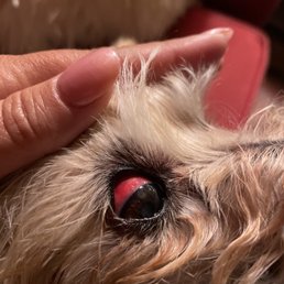 The hemorrhaging in Mos eyes, this is a couple hours after leaving the emergency vet. The hemorrhaging in Mos eyes, this is a couple hours after leaving the emergency vet.