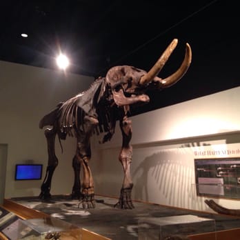 New York State Museum - Mastodon found in cohoes - Museums Near Me - Albany, New York New York State Museum - Mastodon found in cohoes - Museums Near Me - Albany, New York