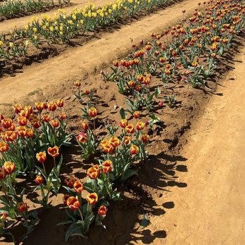 Texas-Tulips - Nurseries & Gardening Near Me - Pilot Point, Texas
