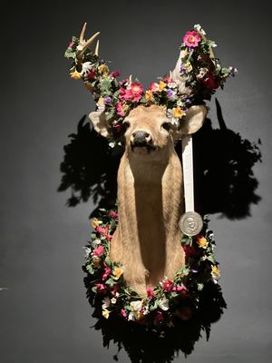 The Deer and The Dove by null