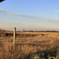 Kankakee Sands Preserve