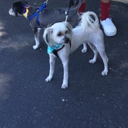 From Wags To Whiskers Pet Salon - Very satisfied with the service! Our dogs look great!