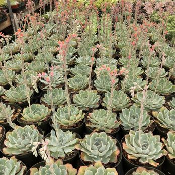 California Cactus Ranch - Nurseries & Gardening Near Me - Reseda, California California Cactus Ranch - Nurseries & Gardening Near Me - Reseda, California