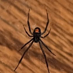 Elite Termite & Pest Control - Black widow